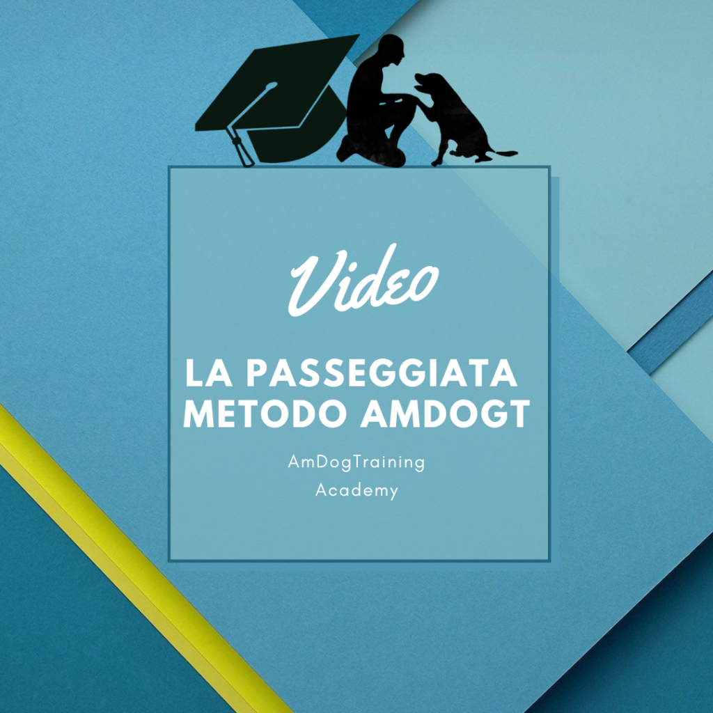 Video "La passeggiata secondo il metodo AmDogt"